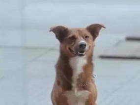 高叶先识犬类，揭秘人与动物间的默契瞬间