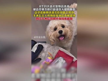 幼犬惨遭暴力摔伤，宠物店店员终身残疾事件引发社会关注